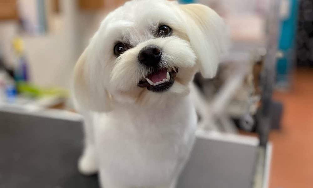 Bien Perro Dog Grooming