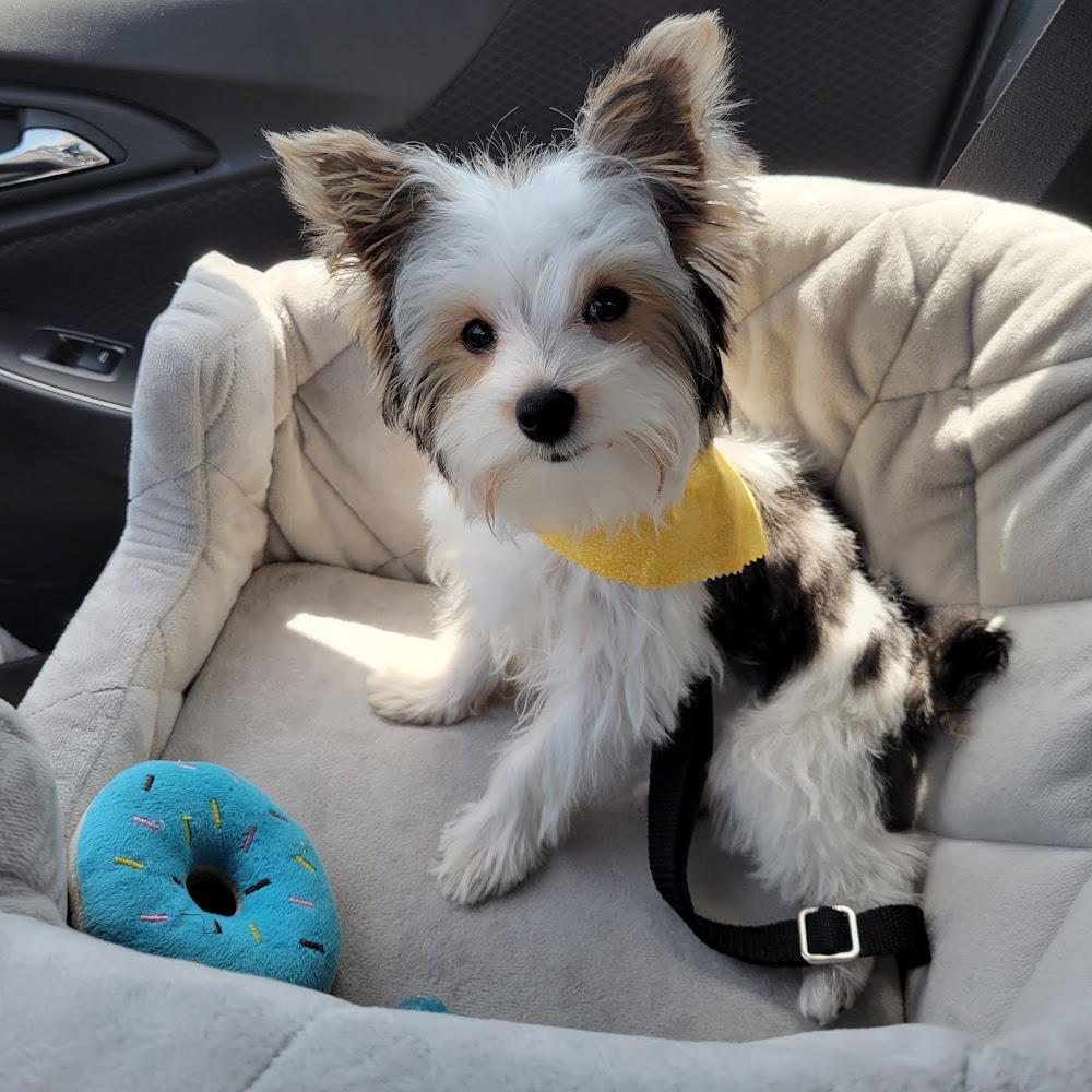 Pawsitively Perfect Grooming Salon