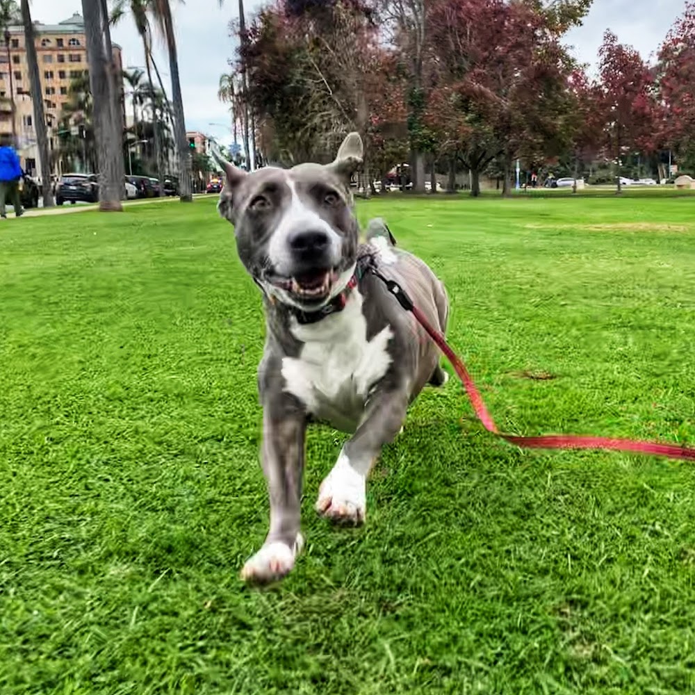 Sniff | San Diego – Private Dog Walking